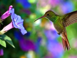 Hummingbird by a flower