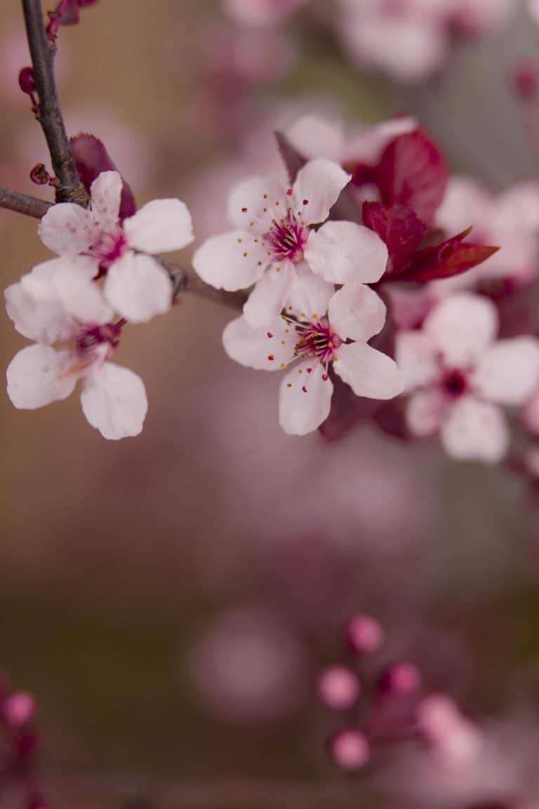 a close up of some cherry blossom on a tree