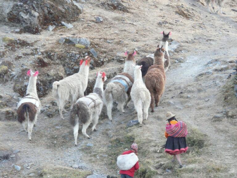 Llamas with colourful headgear in Q'eros.