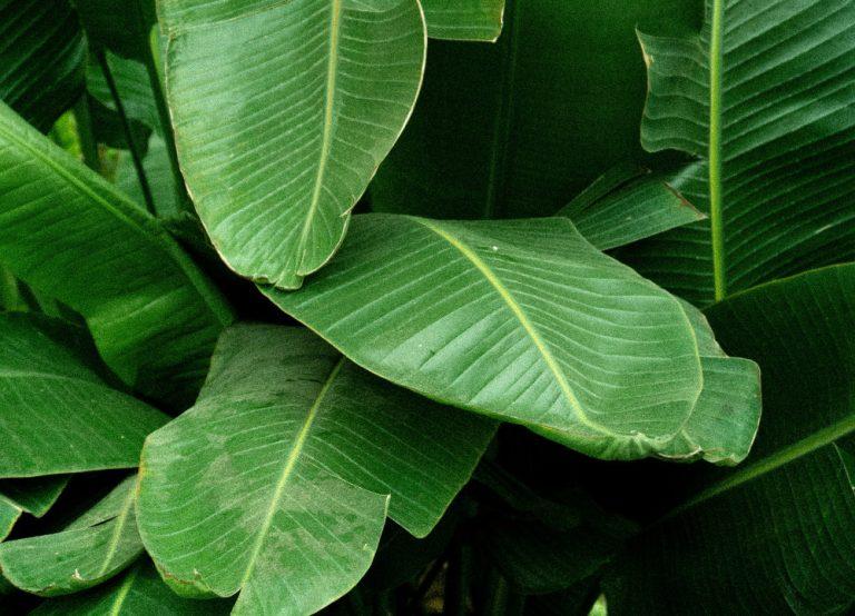 a close up of some big leaves in the jungle